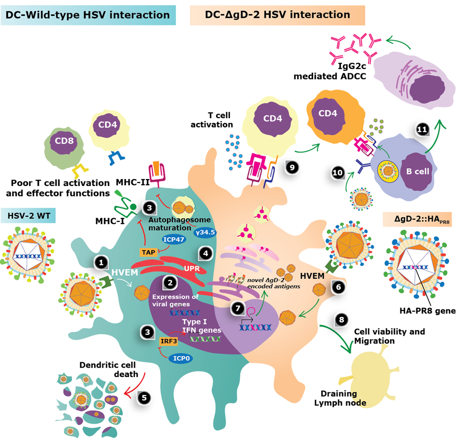 Going above and Beyond: Using an Attenuated Herpes Viral Vaccine Vector ...
